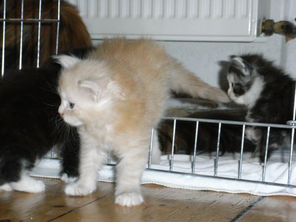 Undercover-Coon´s Eddie Bild 24