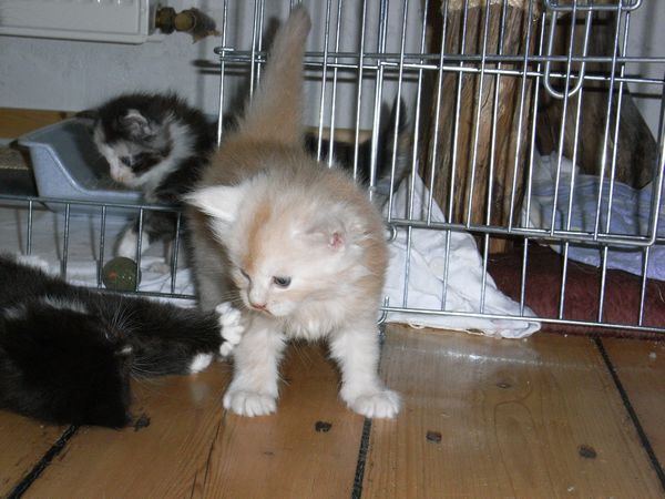 Undercover-Coon´s Eddie Bild 28