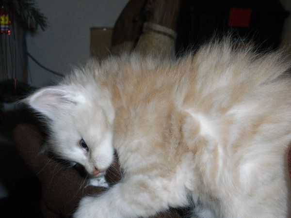 Undercover-Coon´s Eddie Bild 36
