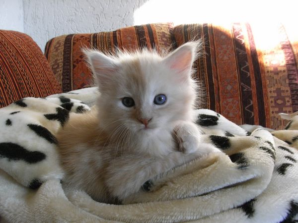 Undercover-Coon´s Eddie Bild 38