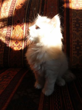 Undercover-Coon´s Eddie Bild 39