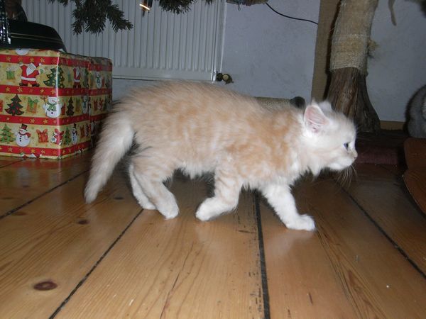 Undercover-Coon´s Eddie Bild 41