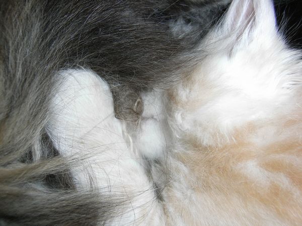 Undercover-Coon´s Eddie Bild 50