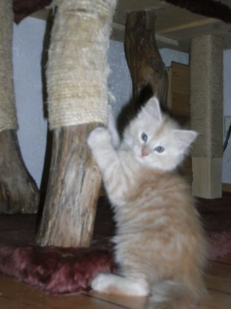 Undercover-Coon´s Eddie Bild 62