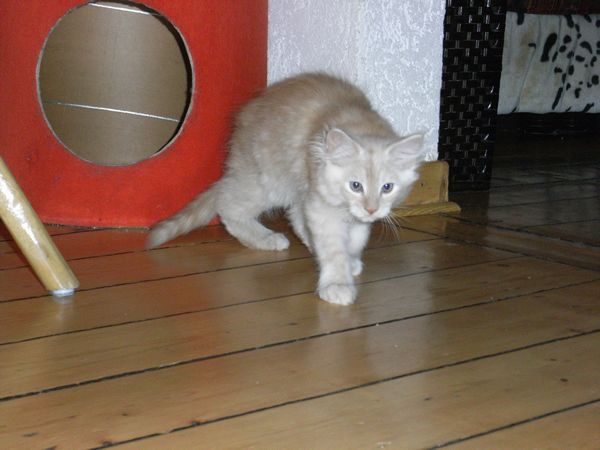 Undercover-Coon´s Eddie Bild 89