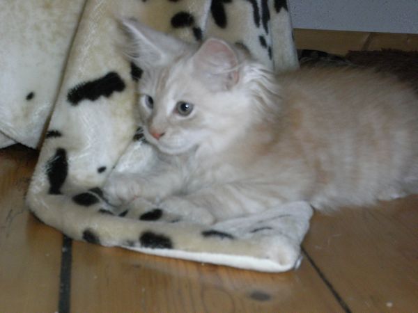 Undercover-Coon´s Eddie Bild 93