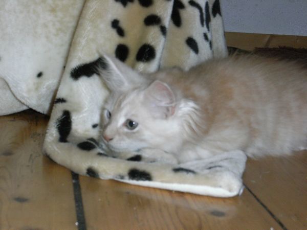 Undercover-Coon´s Eddie Bild 94