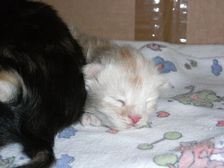 Eddie am 21.11.2008 Bild 3