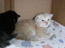 Eddie am 03.12.2008 Bild 10