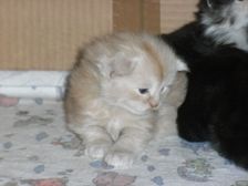 Eddie am 03.12.2008 Bild 11