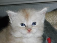 Eddie am 18.12.2008 Bild 26