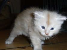 Eddie am 21.12.2008 Bild 31