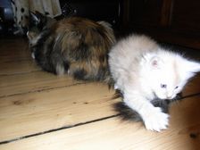 Eddie am 24.12.2008 Bild 34