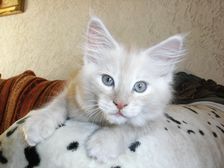 Eddie am 25.01.2009 Bild 73