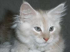 Eddie am 27.01.2009 Bild 75