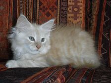 Eddie am 29.01.2009 Bild 84