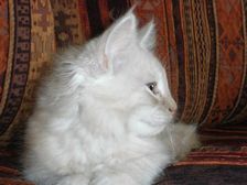 Eddie am 29.01.2009 Bild 85