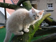 Eddie am 11.02.2009 Bild 104