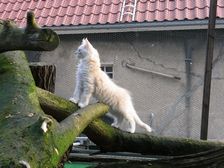 Eddie am 11.02.2009 Bild 105