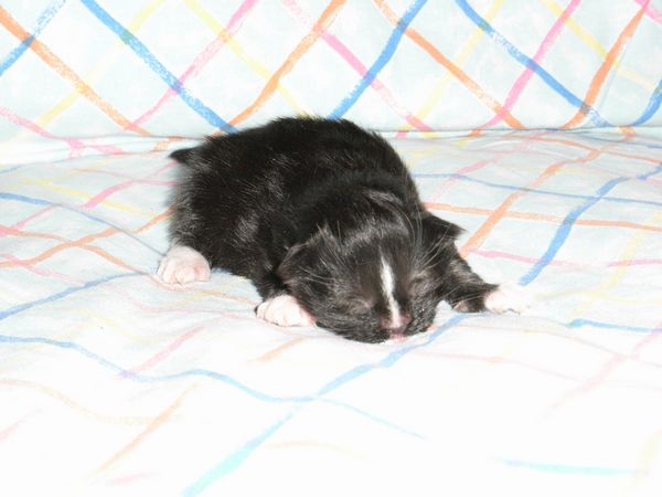 Undercover-Coon´s Electra Bild 2