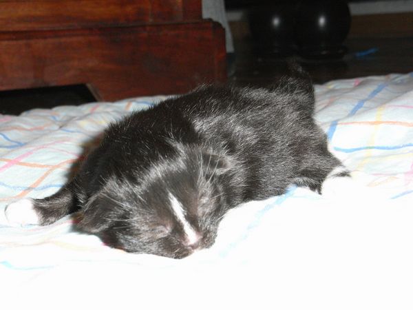 Undercover-Coon´s Electra Bild 5