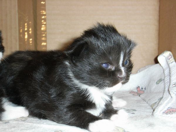 Undercover-Coon´s Electra Bild 6