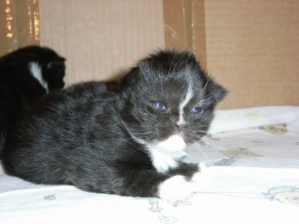 Undercover-Coon´s Electra Bild 7
