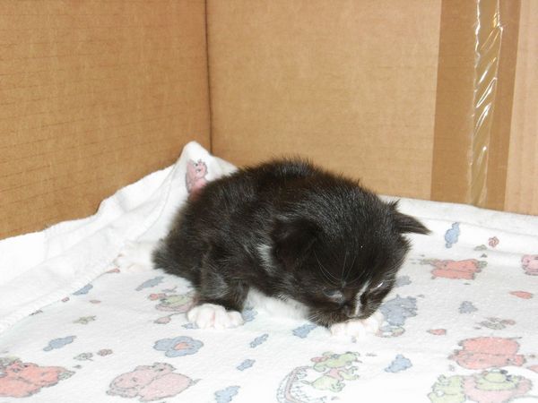 Undercover-Coon´s Electra Bild 9