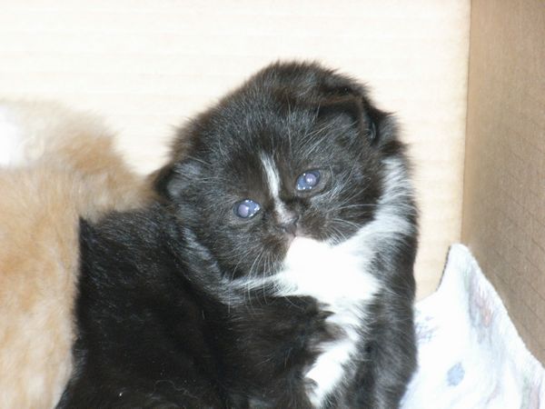 Undercover-Coon´s Electra Bild 10