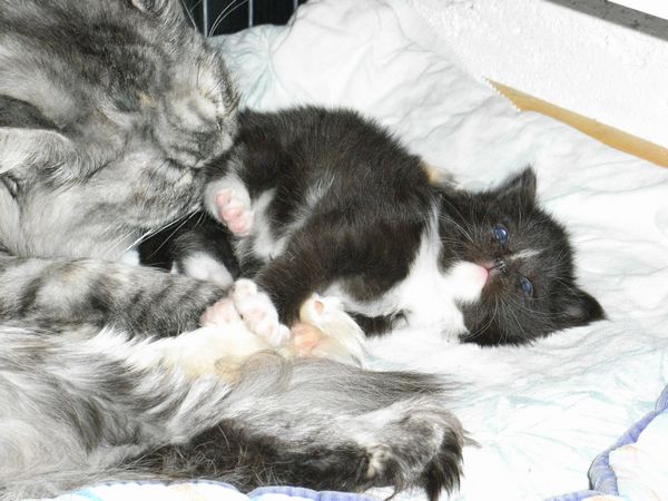 Undercover-Coon´s Electra Bild 11