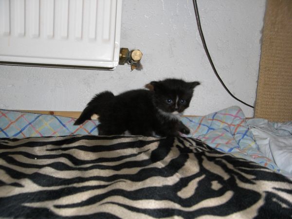 Undercover-Coon´s Electra Bild 13