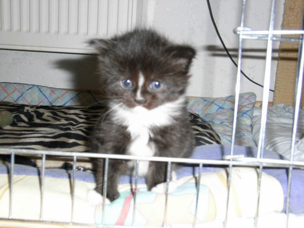 Undercover-Coon´s Electra Bild 14