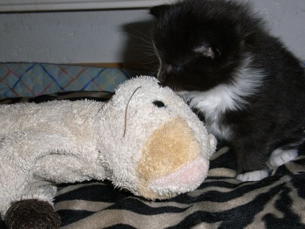 Undercover-Coon´s Electra Bild 15