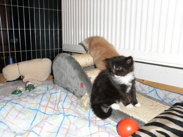 Undercover-Coon´s Electra Bild 17