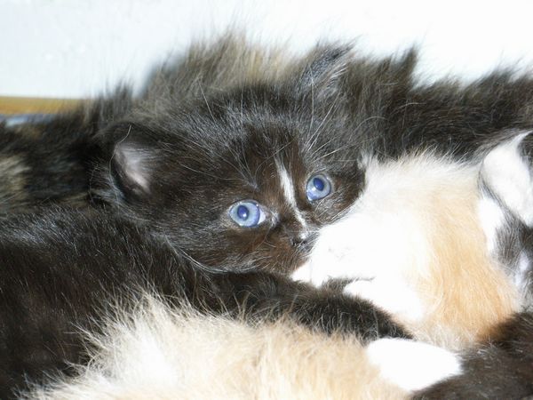 Undercover-Coon´s Electra Bild 19