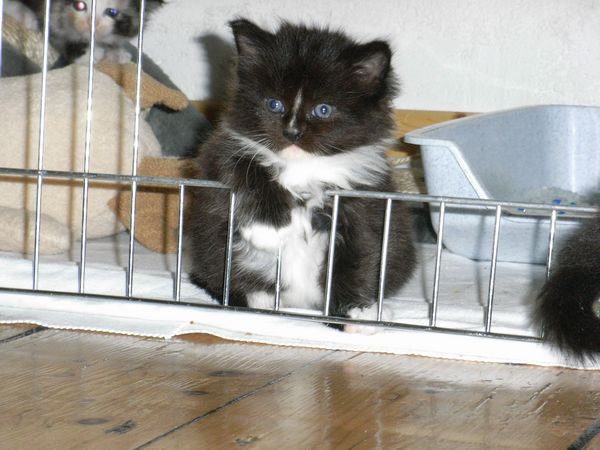 Undercover-Coon´s Electra Bild 21