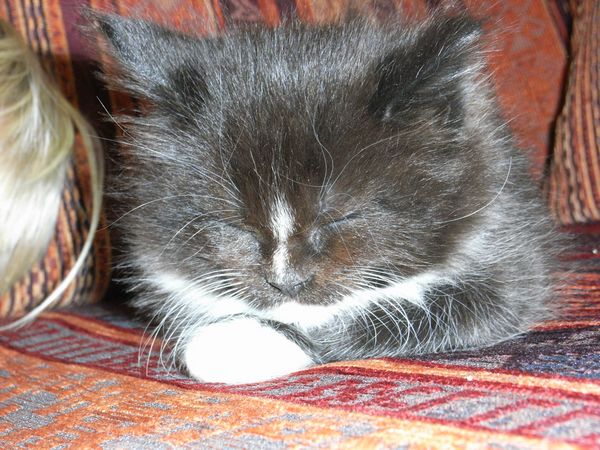 Undercover-Coon´s Electra Bild 28