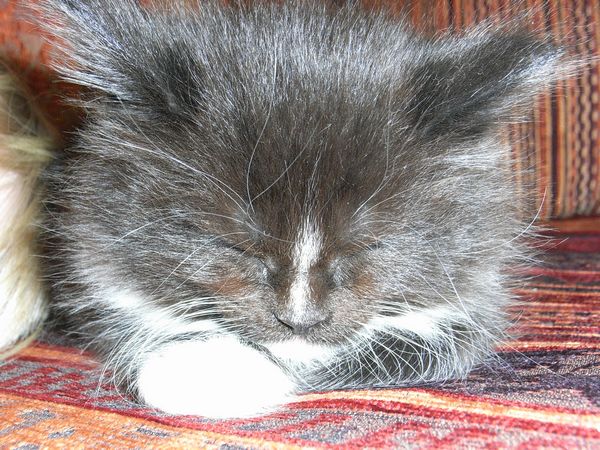 Undercover-Coon´s Electra Bild 29