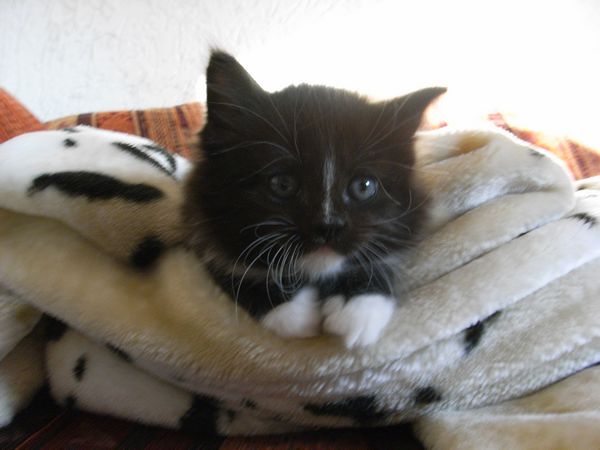 Undercover-Coon´s Electra Bild 32
