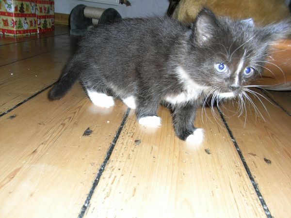 Undercover-Coon´s Electra Bild 33