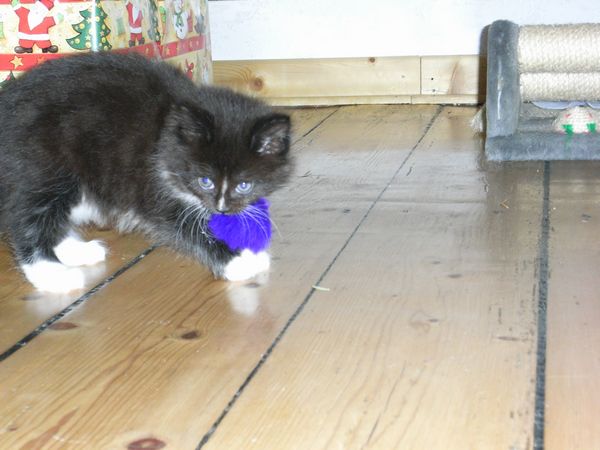 Undercover-Coon´s Electra Bild 35