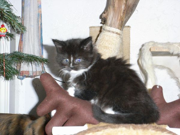 Undercover-Coon´s Electra Bild 36