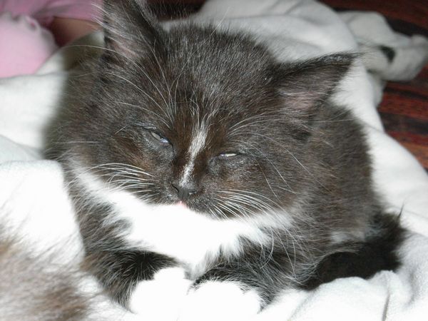 Undercover-Coon´s Electra Bild 38