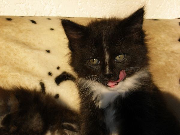 Undercover-Coon´s Electra Bild 39