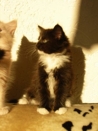 Undercover-Coon´s Electra Bild 44