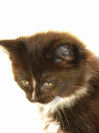 Undercover-Coon´s Electra Bild 46