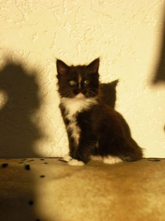 Undercover-Coon´s Electra Bild 47