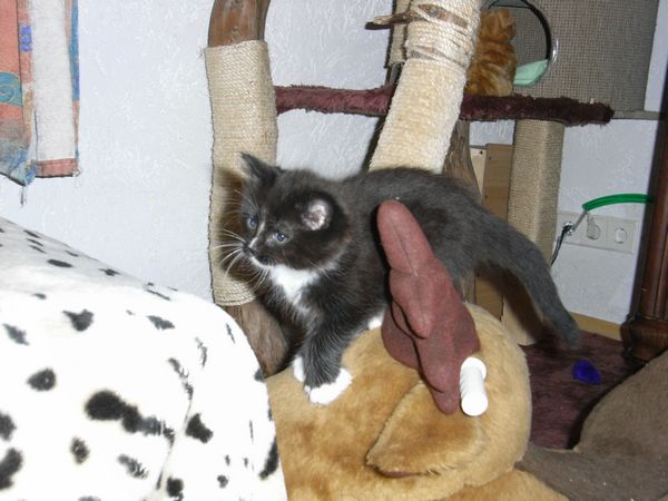 Undercover-Coon´s Electra Bild 48