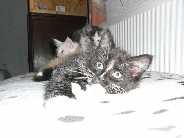 Undercover-Coon´s Electra Bild 57