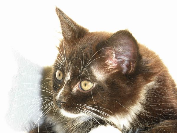 Undercover-Coon´s Electra Bild 63